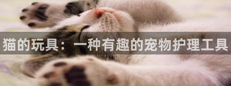 太阳gg注册地址：猫的玩具：一种有趣的宠物护理工具